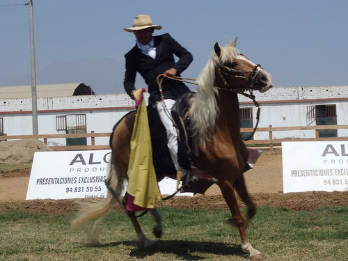 Peruvian Step Horse Show.
